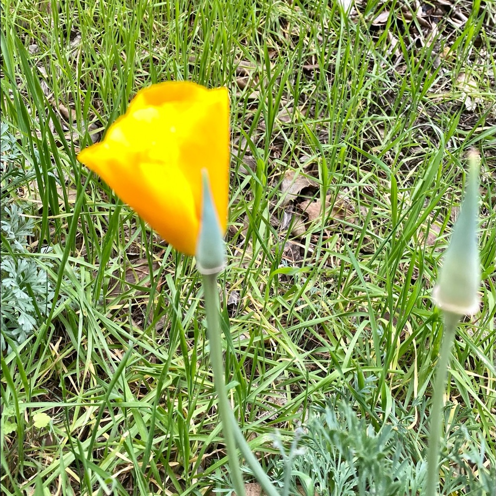 Meet your Posher, Julia